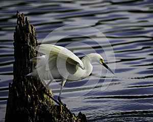 Harris Neck NWR Snowy Egret on a Stump