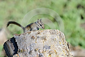 Harris's antelope ground squirrel