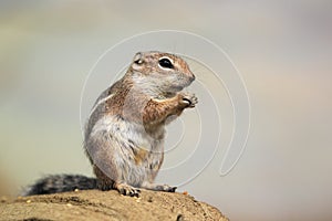 Harris's antelope squirrel