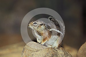 Harris`s Antelope Squirrel, ammospermophilus harrisii, Adult standing on Stone