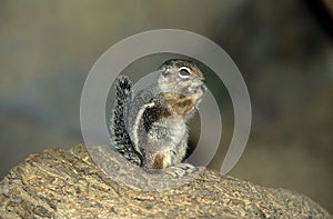 HARRIS`S ANTELOPE SQUIRREL ammospermophilus harrisii, MEXICO