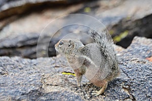 Harris's Antelope Squirrel, Sonoran desert, South Mountain area, Phoenix, Arizona