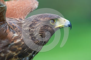Harris's falcon (Parabuteo unicintus) photo