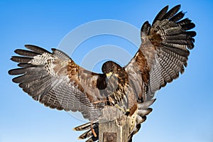 Harris's Hawk bird of prey with wings outstretched