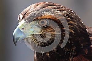 Harris`s Hawk close up. feather and poud photo