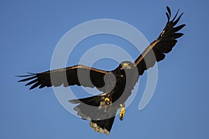 Harris`s hawk in flight