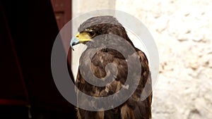 Harris`s hawk parabuteo unicinctus