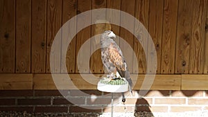 Harris`s hawk parabuteo unicinctus