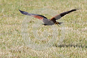 Harris`s hawk parabuteo unicinctus