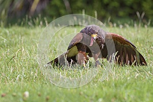 Harris`s hawk, Parabuteo unicinctus, bay-winged hawk, dusky hawk, a medium-large bird of prey sits on the field