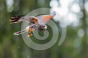 Harris\'s hawk (Parabuteo unicinctus) in flying