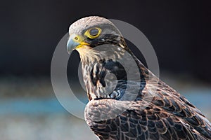 Harris\'s hawk, or Parabuteo unicinctus, a medium-large bird of prey