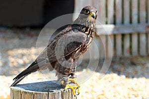 Harris\'s hawk, or Parabuteo unicinctus, a medium-large bird of prey