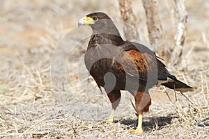 Harris's Hawk (Parabuteo unicinctus) perched on the ground - Tex photo
