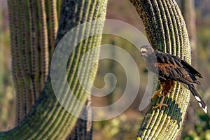 Harris`s Hawk Parabuteo unicinctus in Sonoran Desert