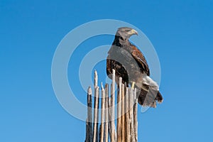 Harris`s Hawk Parabuteo unicinctus in Sonoran Desert