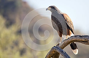 Harris`s hawk Parabuteo unicinctus