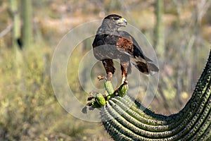 Harris`s Hawk Parabuteo unicinctus in Sonoran Desert