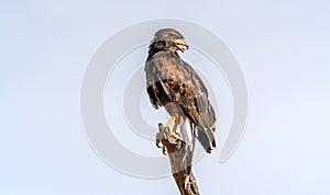 Harris`s Hawk Parabuteo unicinctus in Sonoran Desert