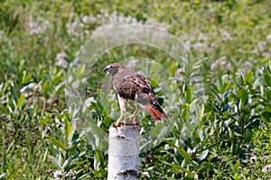 A Harris& x27;s Hawk Parabuteo unicinctus with talons armed for a strike.