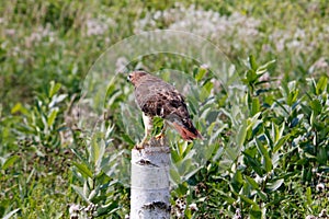 A Harris& x27;s Hawk Parabuteo unicinctus with talons armed for a strike.