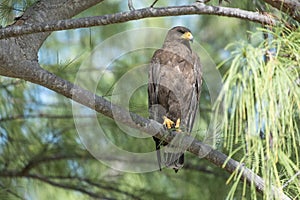 Harris's Hawk perched in tree