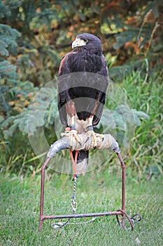 A Harris's Hawk sitting on a perch