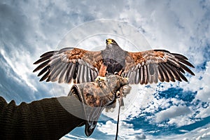 Harris's Hawk wings outstretched glove falconer