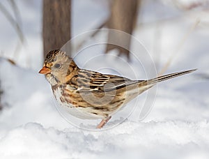 Harris`s Sparrow in 1st winter plumage