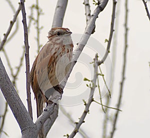 Harris`s Sparrow