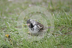 Harris`s Sparrow, Zonotrichia querula, resting on the ground