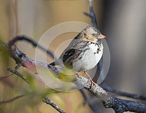 Harris Sparrow in Tree