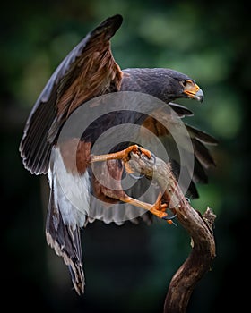 Harris's Hawk Perched with Wings Spread photo