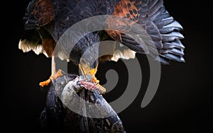 Harris's Hawk with Prey photo