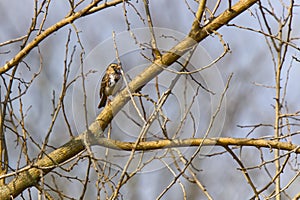Harris's Sparrow perched on branches in the distance