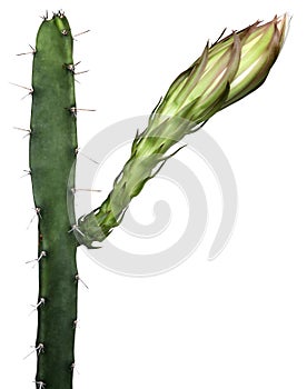 Harrisia cactus flower. photo