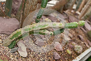 Harrisia Jusbertii cactus in Saint Gallen in Switzerland photo