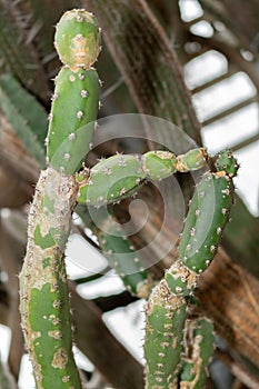 Harrisia Jusbertii cactus in Saint Gallen in Switzerland photo