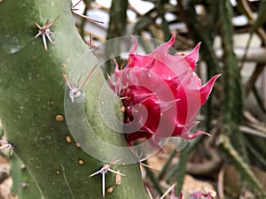 Harrisia pomanensis cactus with red thorny fruits photo