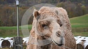 Harrison County Camel in the Country