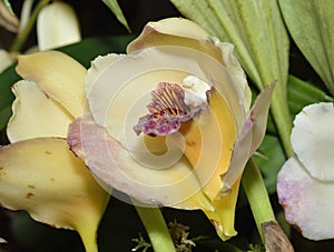 Harrison's Bifrenaria Orchid