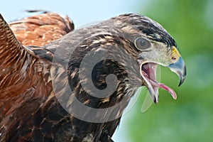 Harriss Hawk