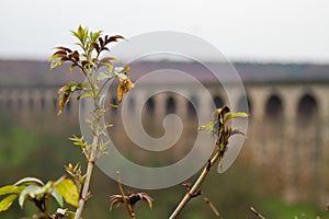 Harrogate Viaduct in the background