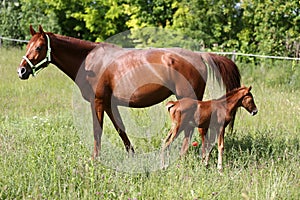 Harse family graze together on pasture