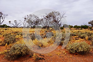 Arid Lands, Roxy Downs, outback South Australia photo