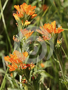 Harsh Indian Paintbrush - Castilleja hispida