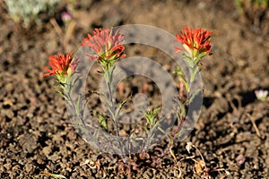 Harsh Paintbrush Flowers