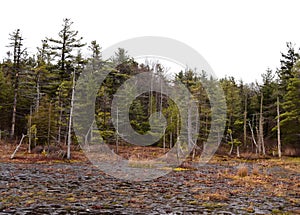 Harsh scenic landscape of spruce flats bog in the Laurel highlands.