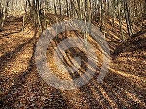 Harsh shadows on the background of fallen leaves