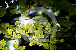 Harsh sunlights breaking trough the green beech leaves